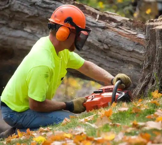 tree services Mabel